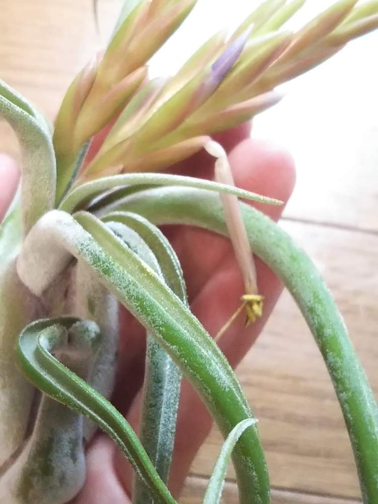 チランジア カプトメデューサエの投稿画像 By Kelo Guさん みどりのある暮らしと観葉植物と植物のある暮らしと植物はインテリアじゃないとブロメリアと植中毒と珍奇植物と花 のある暮らしと植物に男前なんてないとエアープランツ チランジア 19月7月27日 Greensnap