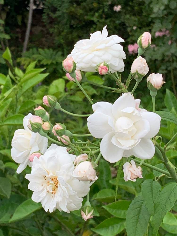 エメ ヴィベールの投稿画像 By まさこさん 花のある暮らしとばら バラ 薔薇と夏でも元気な花フォトコン 19月7月27日 Greensnap グリーンスナップ