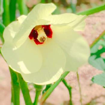 世界で一番美しい野菜花の投稿画像一覧 Greensnap グリーンスナップ