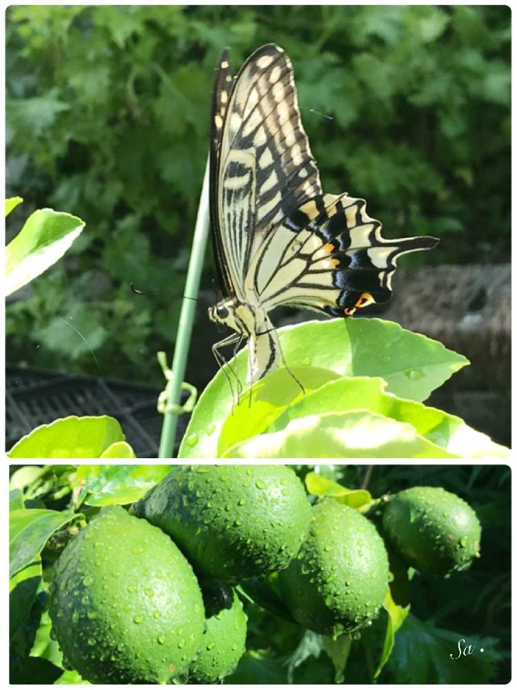アゲハ蝶の投稿画像 By Sachieさん レモンの木と花のある暮らしとかわいいな と夏らしい 19月7月27日 Greensnap グリーンスナップ
