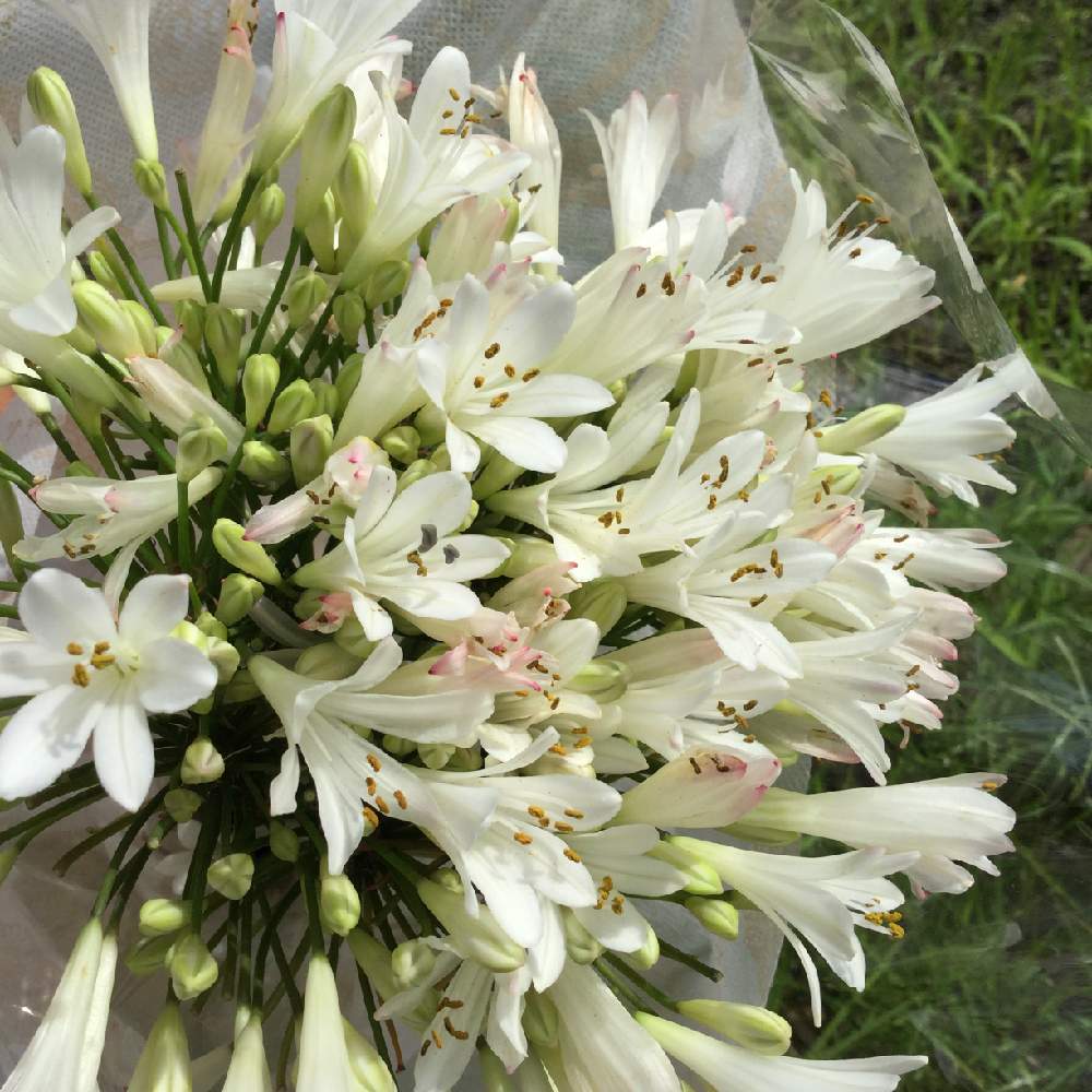 アガパンサスの投稿画像 By Applantsniwachayaさん ありがとうの気持ちとネリネさんと同郷と南アフリカ原産と白いアガパンサスさんと花 のある暮らしと白い花と花束と植中毒とアガパンサス 白 19月7月27日 Greensnap グリーンスナップ