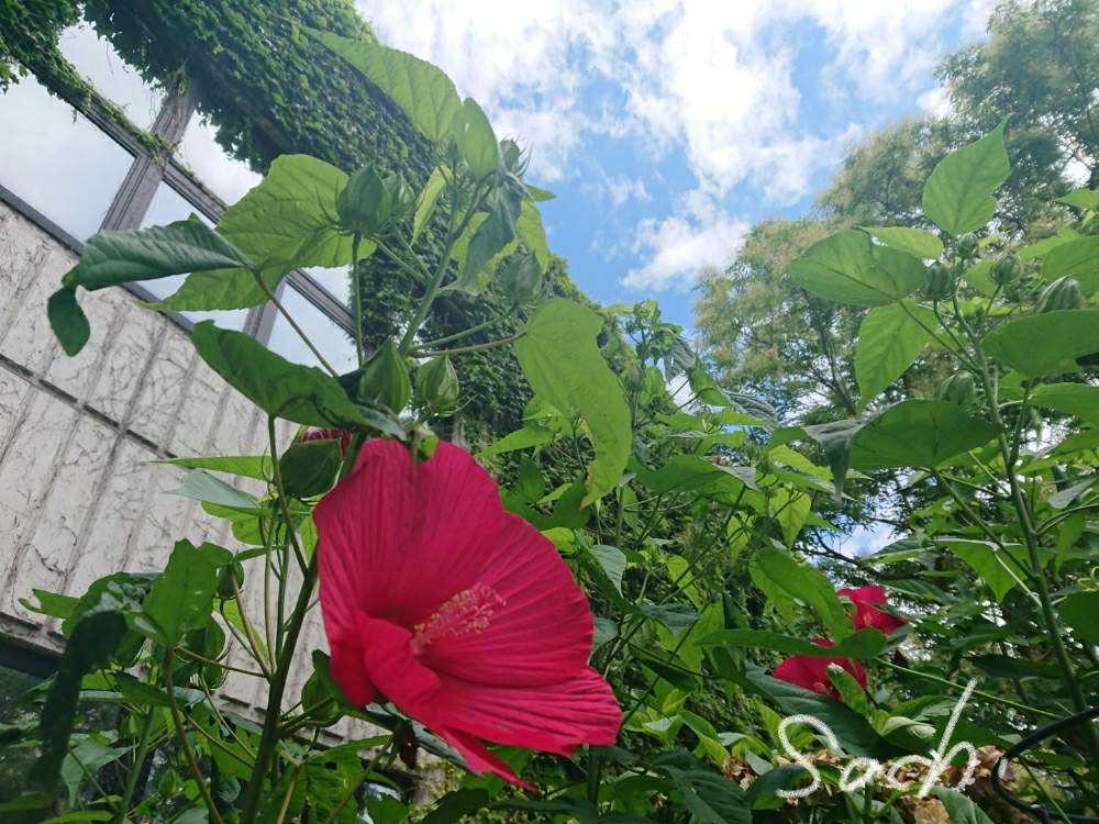 赤塚ffcパビリオン Greensnap グリーンスナップ