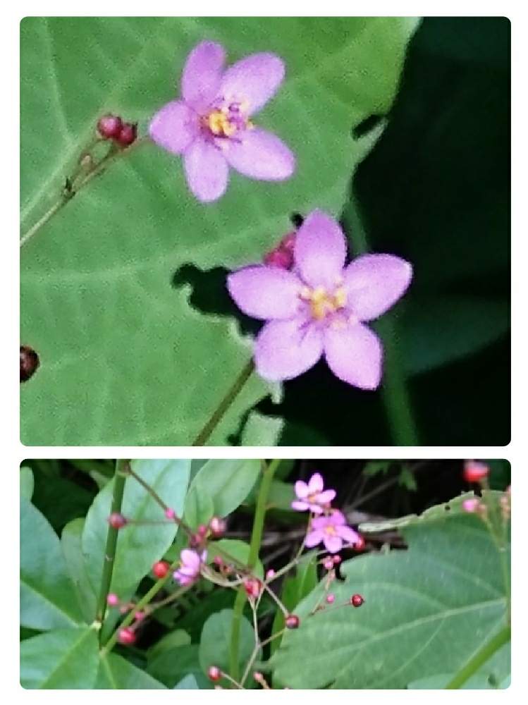 ハゼランの投稿画像 by おーじさん｜草むらの中でと野草と山野草とおさんぽと夏の花と雑草とみちばたと花のある暮らし