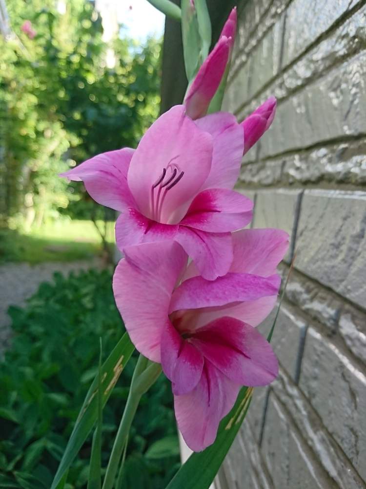 グラジオラスの投稿画像 By アクアポリンさん ピンクの花と晴天と午後の庭 とピンクの花と晴天と午後の庭 19月7月27日 Greensnap グリーンスナップ Greensnap グリーンスナップ