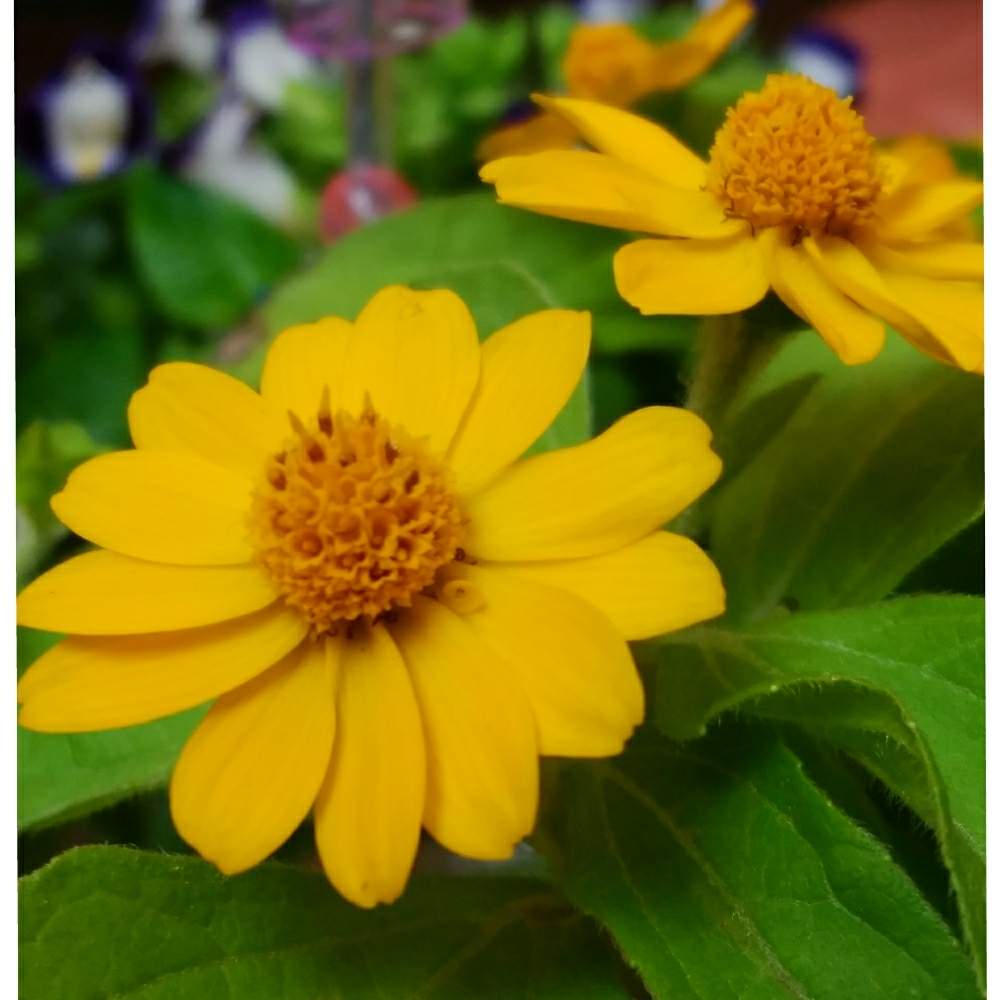 メランポジュームの投稿画像 By ルビーさん メランポジウムと花のある暮らしと夏でも元気な花フォトコン 19月7月27日 Greensnap グリーンスナップ
