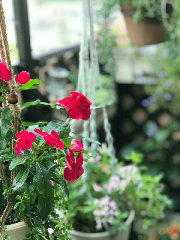 観葉植物の投稿画像 By めぐみさん ベランダガーデニングと狭いベランダとハンギングとガーデニング初心者と花のある暮らし 19月7月27日 Greensnap グリーンスナップ