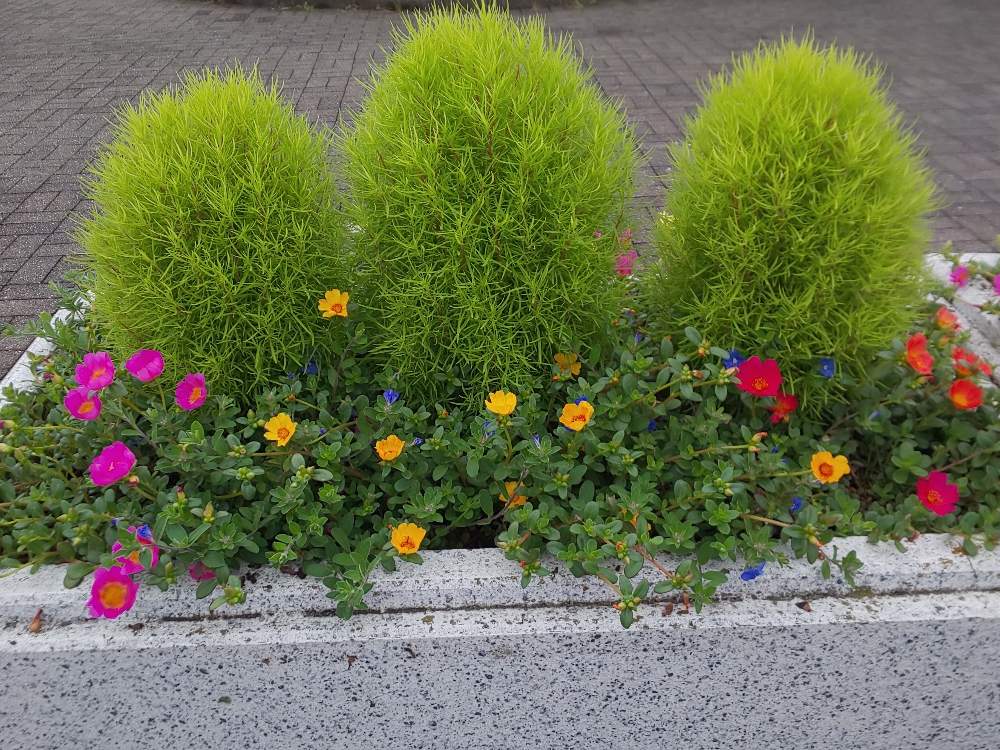 図書館前の花壇の投稿画像 By Jun Cyさん コキアとポーチュラカと梅雨明けたよ と蝉の声と夏でも元気な花フォトコン 19月7月28日 Greensnap グリーンスナップ