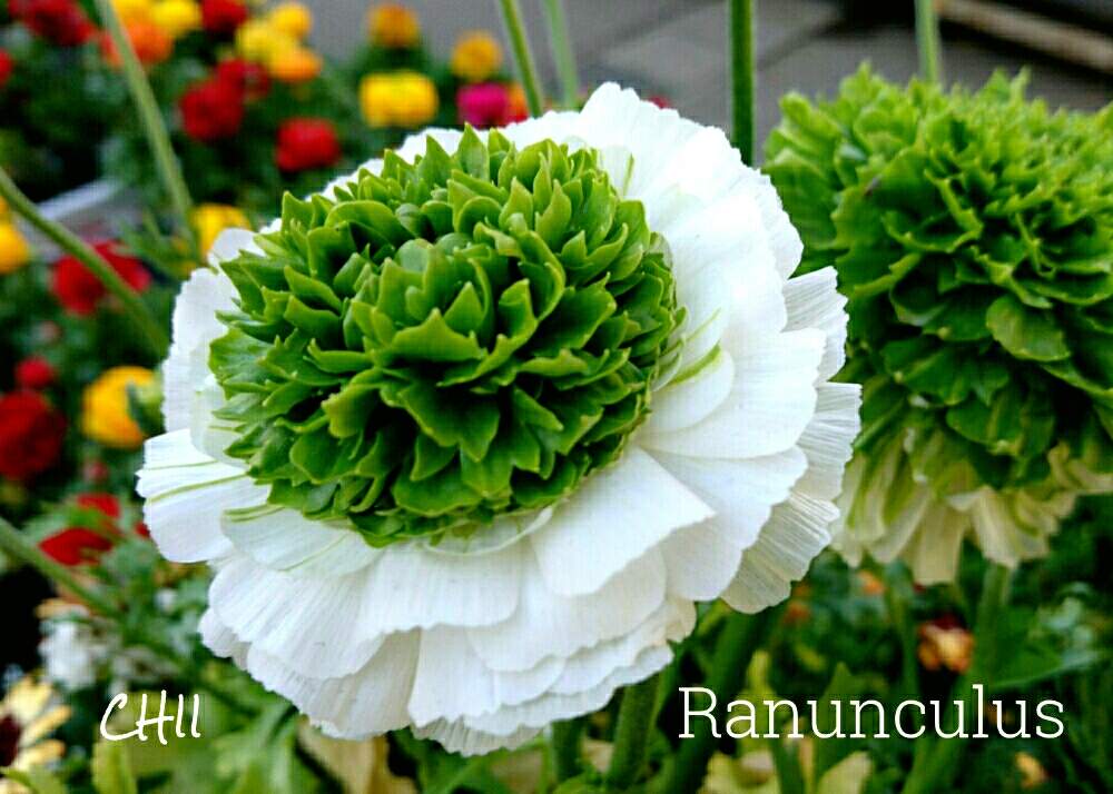 ラナンキュラスの投稿画像 By Chiiさん 緑の花とステキ と華やかとまん丸と今日の一枚と美しいとふちどりと花のある暮らしとかわいいとエレガント 19月7月28日 Greensnap グリーンスナップ