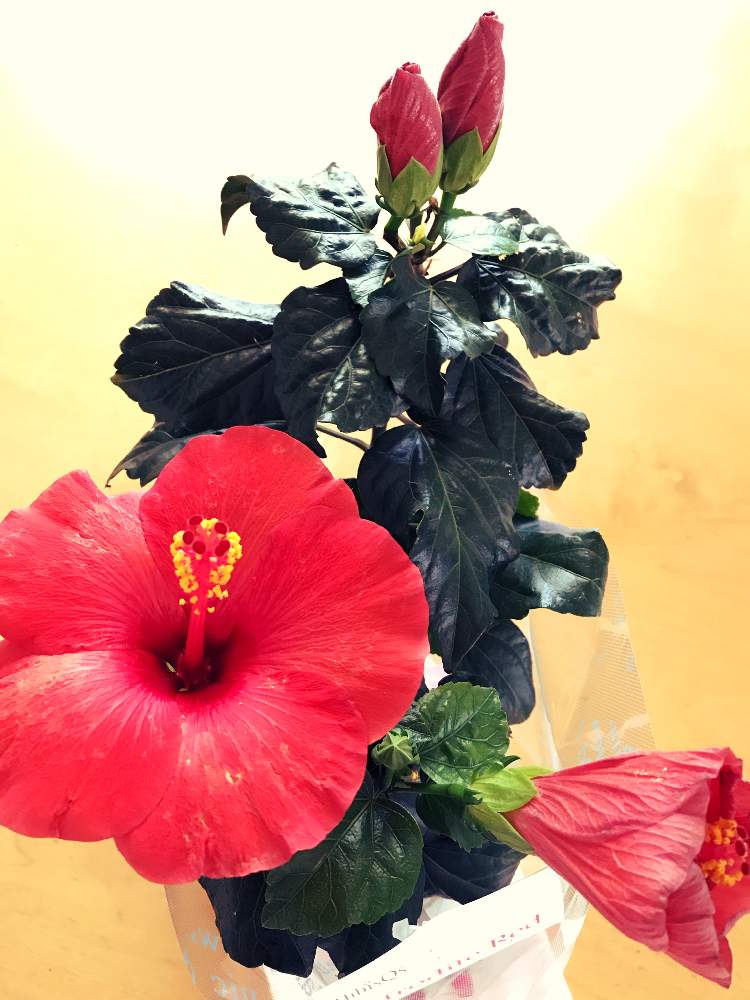 ハイビスカス アフロディーテレッドの投稿画像 By Reioさん 部屋と花のある暮らしと花のある暮らし 19月7月28日 Greensnap グリーンスナップ Greensnap グリーンスナップ