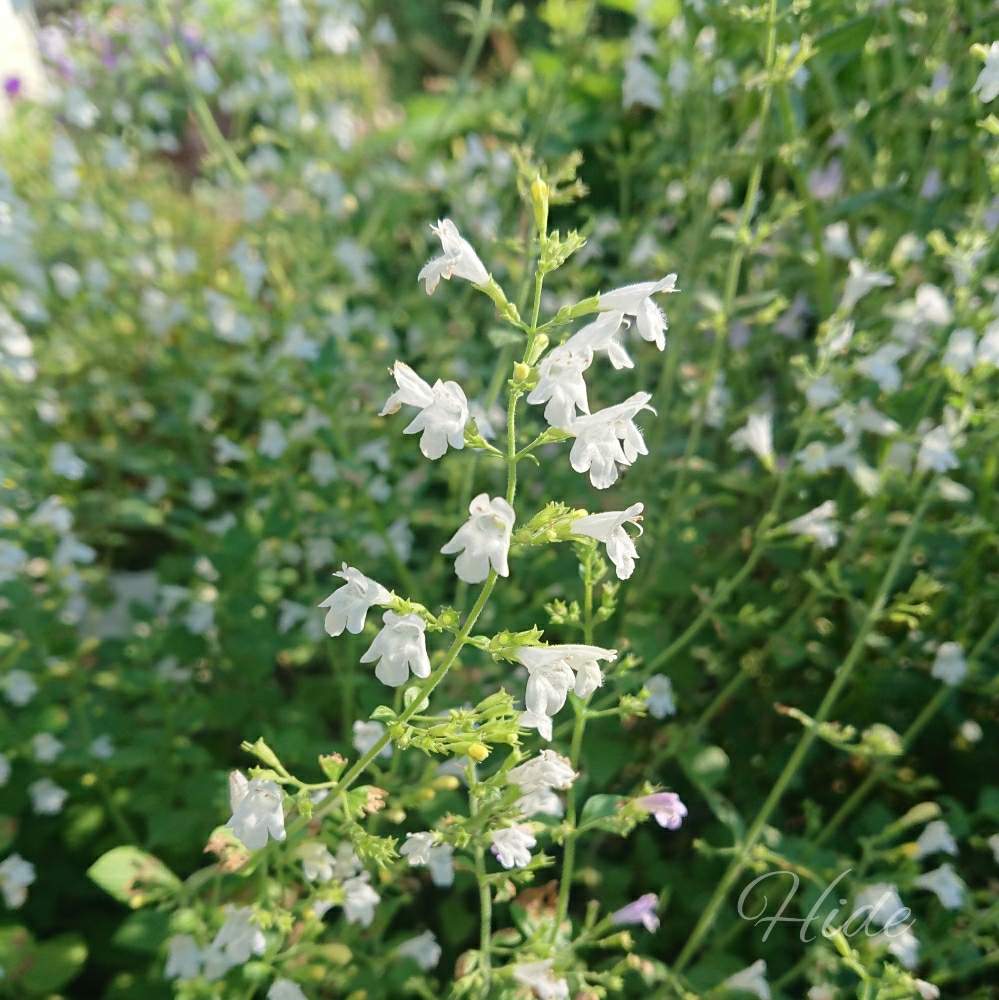 カラミンサの投稿画像 By Hideさん ガーデニングと白い花と花のある暮らしと小さい花 19月7月28日 Greensnap グリーンスナップ