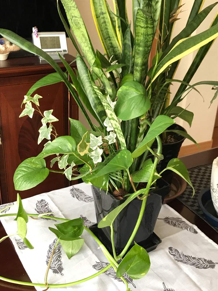 サンスベリアの投稿画像 By シェリーさん ヘデラとポトスと観葉植物と花のある暮らしとグリーンの寄せ植えと今日のお花 19月7月28日 Greensnap グリーンスナップ