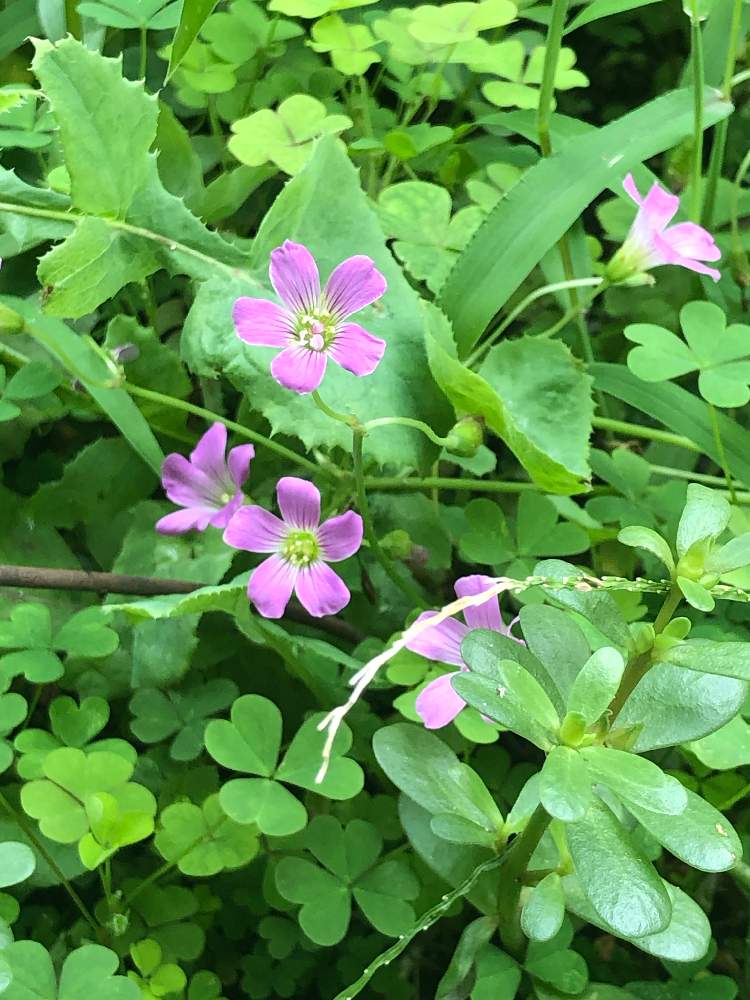 上カタバミ 科 最高の花の画像