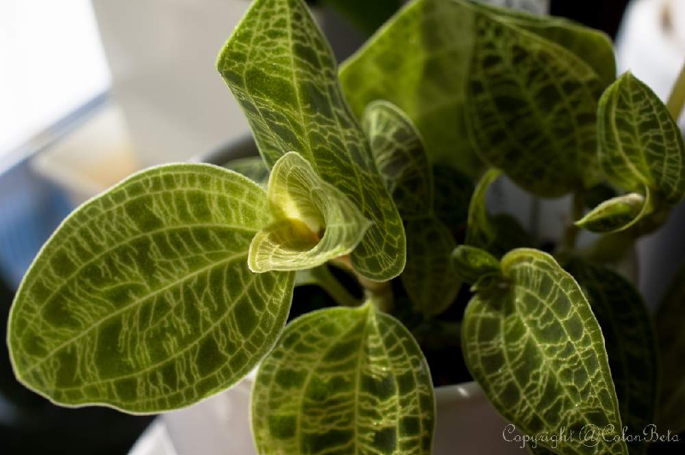 ジュエルオーキッド マコデスペトラの投稿画像 By コロンさん 花のある暮らしと手間かからないとお風呂でほぼ放置 19月7月28日 Greensnap グリーンスナップ