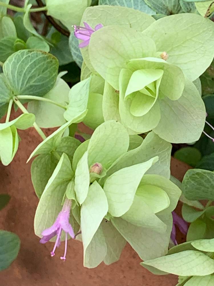 オレガノ ケントビューティーの投稿画像 By ナオッチさん プランターと花壇とアレンジフラワーと苗木と鉢植えとガーデニングと花のある暮らしと多肉植物と多肉女子とグランドカバーと切り花と地植えとインテリアグリーンと鉢花 19月7月28日 Greensnap グリーン