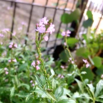 バーベナバンプトンの投稿画像一覧 Greensnap グリーンスナップ