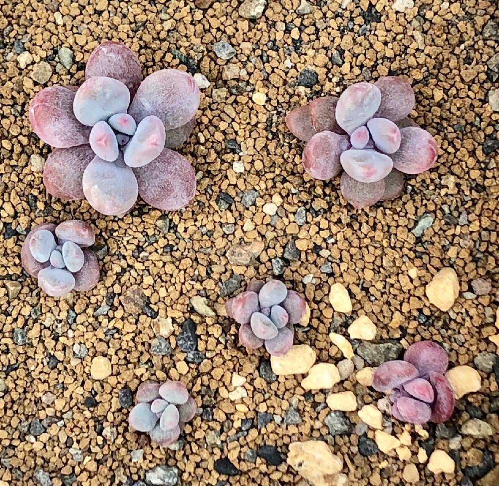 多肉植物^o^ 葉挿し赤ちゃん　ピンクシフォン 多肉植物^o^ 葉挿し赤ちゃん ピンクシフォン