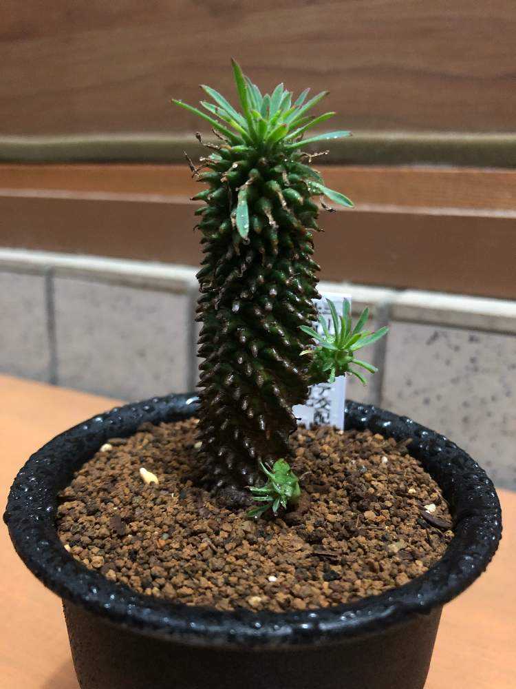 激レア 斑入り ユーフォルビア 鉄甲丸 _1