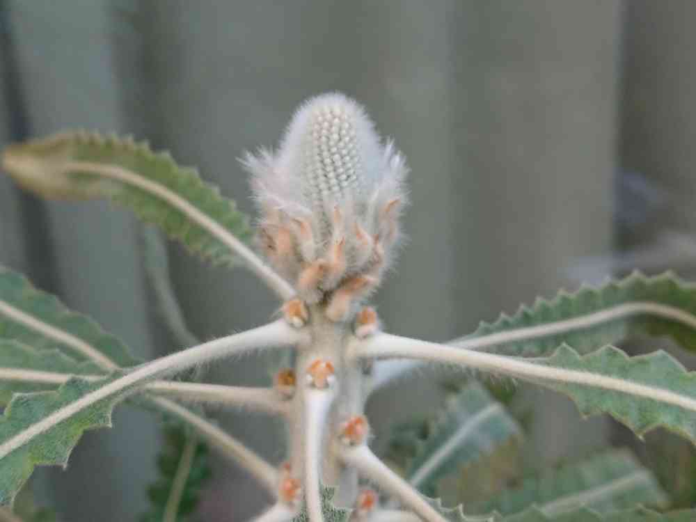 バンクシア プリオノテスの一覧｜🍀GreenSnap（グリーンスナップ）