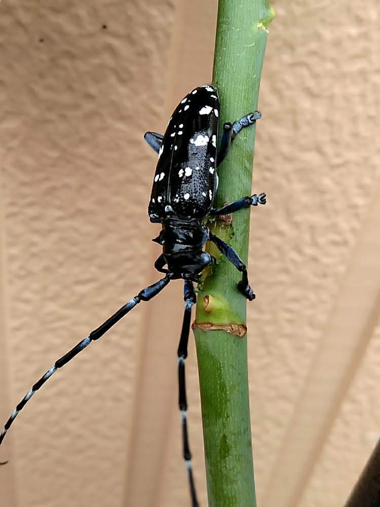 ゴマダラカミキリ ムシ ゴマダラカミキリの生態や特徴を大紹介 一般的なカミキリムシ 害虫としての一面も