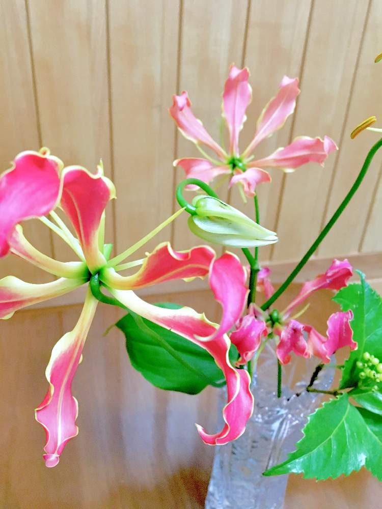 グロリオサの投稿画像 By ミッキーさん 花まっぷとグロリオサの花と今日の一枚とピンク色の花とお祝い花と華麗な花と綺麗だなぁと花まっぷとグロリオサの花 と今日の一枚とピンク色の花とお祝い花と華麗な花と綺麗だなぁ 19月7月29日 Greensnap グリーンスナップ