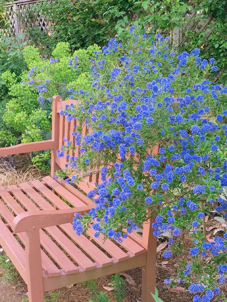 カリフォルニアライラックの投稿画像 By Tuguさん 青い花と元気いっぱいと55 19月7月29日 Greensnap グリーンスナップ