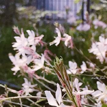 ガウラ☆の画像 by さくら餅子さん | 小さな庭と白蝶草 ガウラと梅雨明けと花のある暮らしとガウラ☆と白い花と庭の宿根草