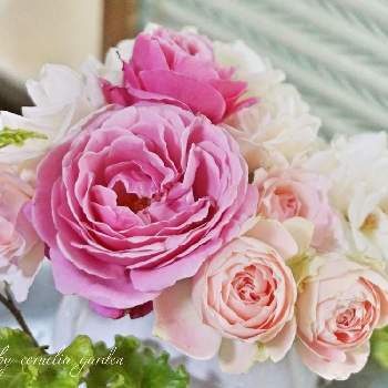 エウリディーチェの画像 by コーネリアさん | 窓辺とアイスバーグとシャンテ・ロゼ・ミサトとパシュミナとエウリディーチェとバラと暮らすと薔薇愛同盟と植中毒とお庭の花たちと花のある暮らしとかわいいな♡といい香り♡