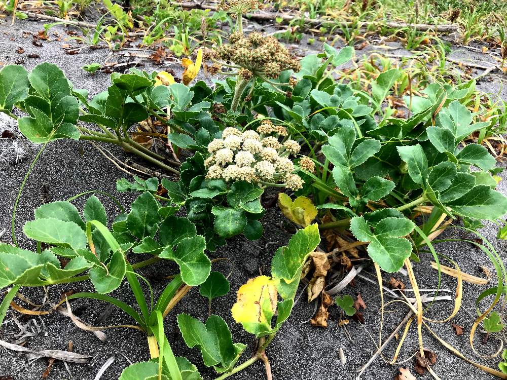 ハマボウフウの投稿画像 By Nyataro 55さん 浜防風とハマボウフウ属と山菜と海岸線と海浜植物と多年草とセリ科と砂浜の植物と日本海 19月7月29日 Greensnap グリーンスナップ