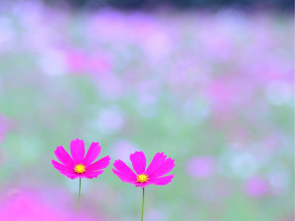 青空の投稿画像 By Tamaさん 花のある暮らしとコスモス畑とハーブガーデン 19月7月29日 Greensnap グリーンスナップ