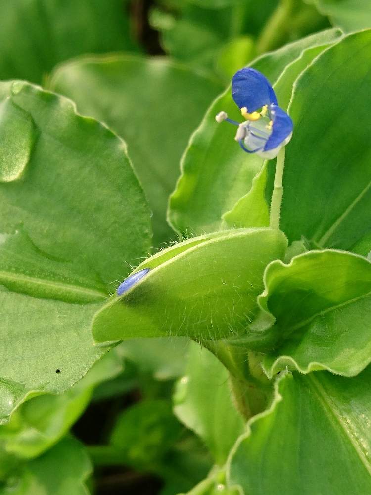 マルバツユクサの投稿画像 By おーじさん ビックリ と野草とおさんぽと田んぼの畦道と雑草と花のある暮らし 19月7月29日 Greensnap グリーンスナップ