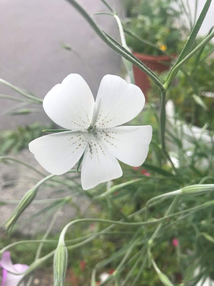 アグロステンマ 白の投稿画像 by 紫 杜 慧さん｜季節 夏とGS映えとGS日 