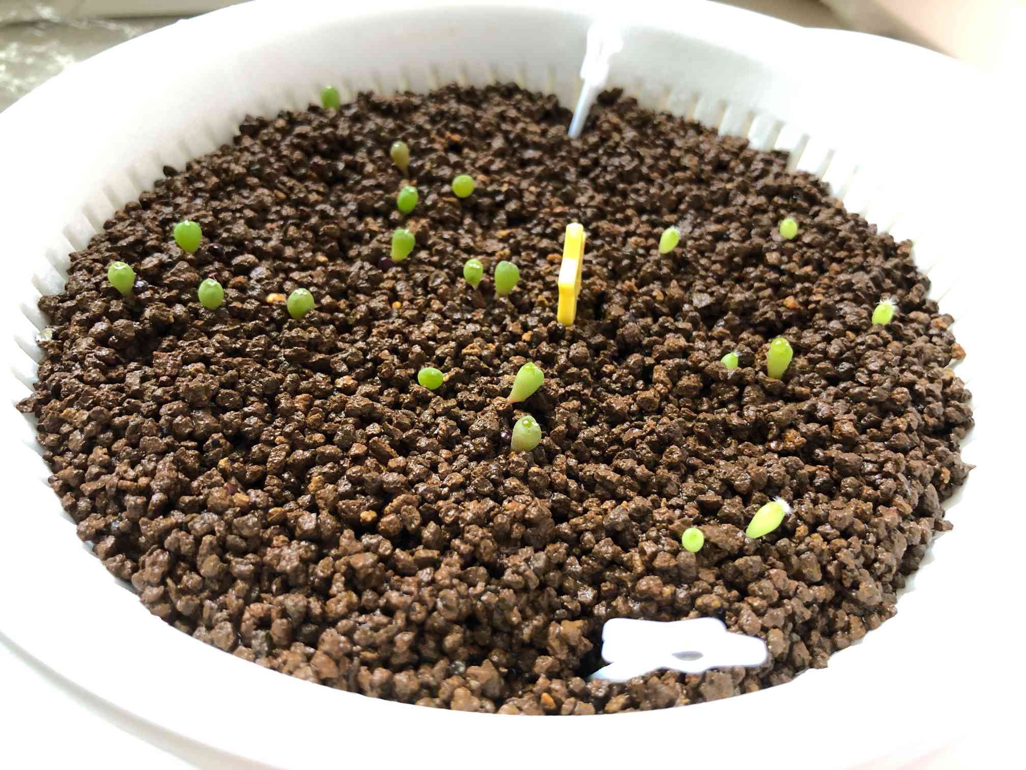 サボテンの種蒔きと育成（基本的なの）｜🍀GreenSnap（グリーンスナップ）