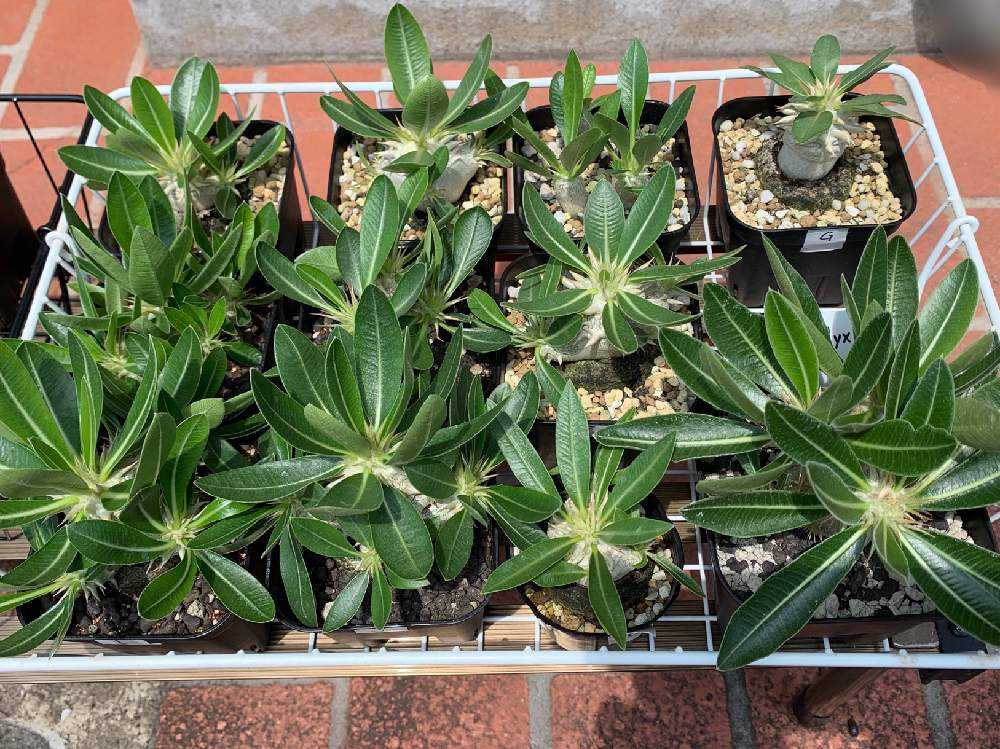 ハ*ン様 パキポディウム ③エブレネウム、ブレビカリックス、恵比寿大黒　3株セッ ハ*ン様 パキポディウム ③エブレネウム、ブレビカリックス