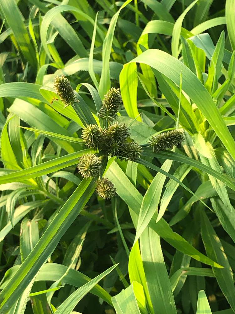 イヌクグの投稿画像 By 居ぬ月 りりり さん お出かけ先と野草と カヤツリグサ科 と野草と カヤツリグサ科 19月7月29日 Greensnap グリーンスナップ Greensnap グリーンスナップ