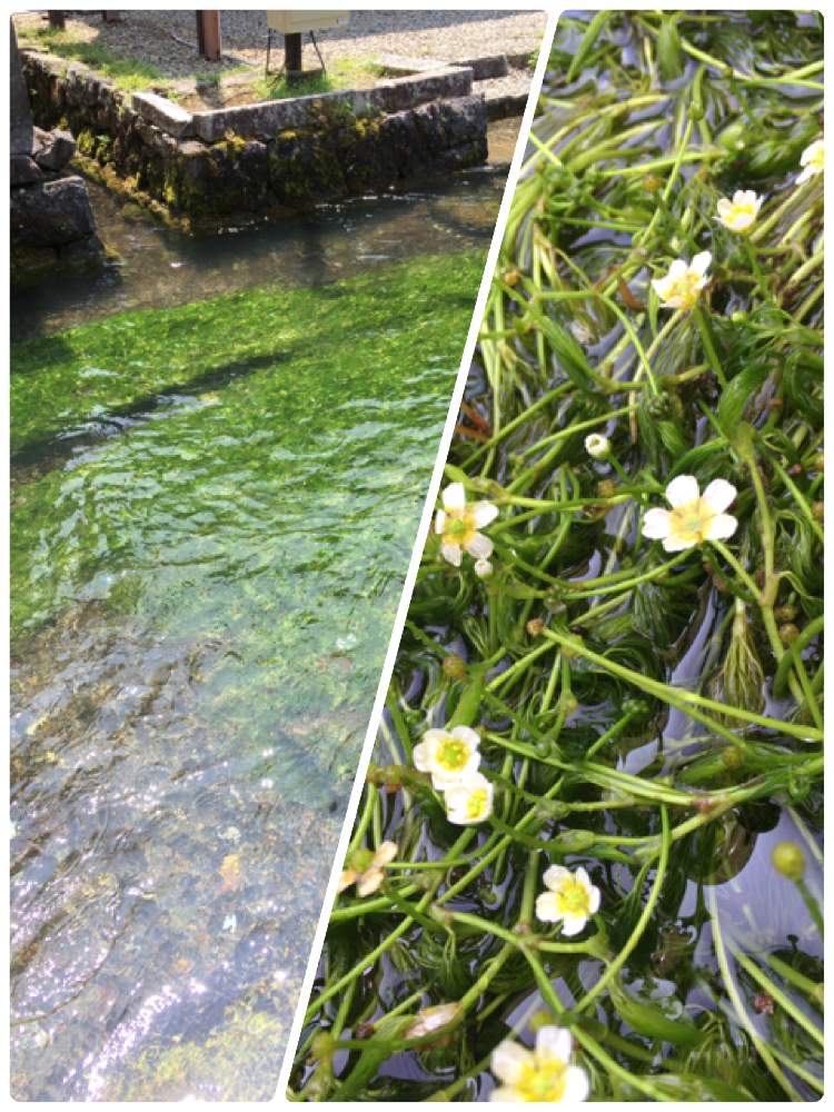 バイカモの投稿画像 By Rinさん 葉が綺麗と醒ヶ井の梅花藻と水中花と優しい色合い と滋賀県とキンポウゲ科と色がキレイと梅花藻 の花とお出かけ先と葉が綺麗と醒ヶ井の梅花藻と水中花と優しい色合い と滋賀県とキンポウゲ科と色がキレイと梅花藻の花 19月7月29日 バイカモの投稿画像 By Rinさん 葉が綺麗と醒ヶ井の梅花藻と水中花と優しい色合い と滋賀県とキンポウゲ科と色がキレイと梅花藻 の花とお出かけ先と葉が綺麗と醒ヶ井の梅花藻と水中花と優しい色合い と滋賀県とキンポウゲ科と色がキレイと梅花藻の花 19月7月29日