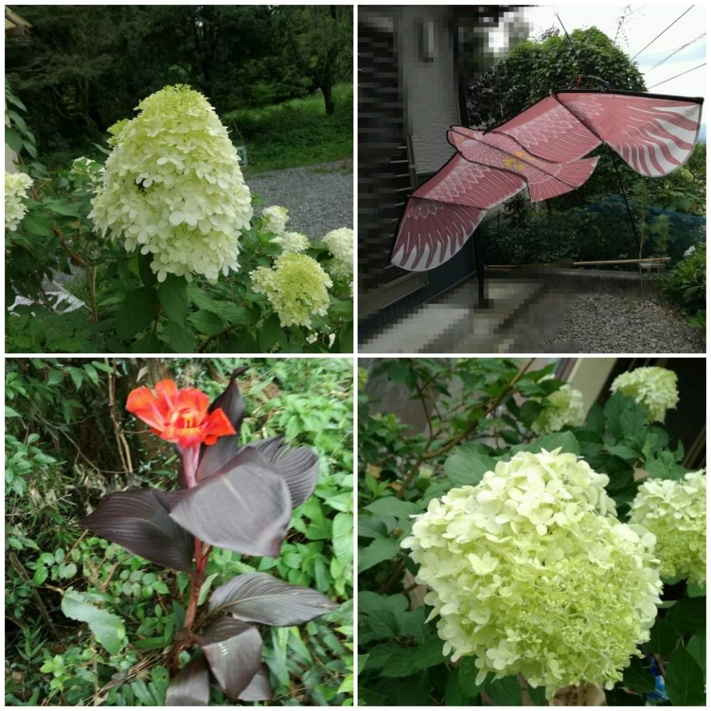 紫陽花 の投稿画像 By かゆさん 猫のいる生活とガーデニングと花のある暮らしとカンナ 19月7月29日 Greensnap グリーンスナップ