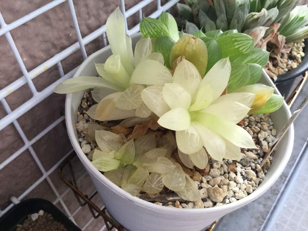 オブツーサ錦の投稿画像 By みっちーさん 多肉植物と軟葉系ハオルチアとオブツーサ とハオルチア属とエンゲイ係数高めと植中毒とタニラーとオバケ 全斑 と斑入り とバルコニスト 19月7月29日 Greensnap グリーンスナップ