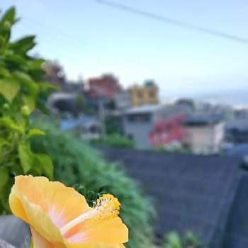 九份の画像 by Kuminさん | お出かけ先とハイビスカスと初心者ですと九份と旅行先と台北ときれいな色ときいろいお花と花のある暮らしとさんぽ道とナツ☀️ナツ☀️ナツとかわいいな♡と台湾とチーム福岡