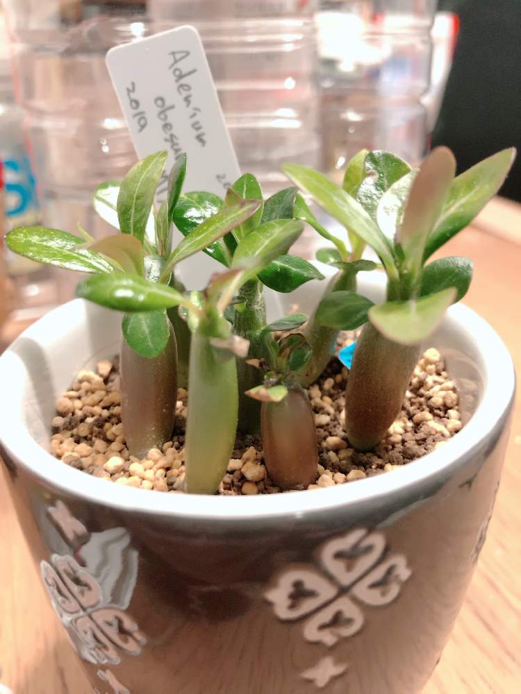 好光性種子発芽法 Greensnap グリーンスナップ