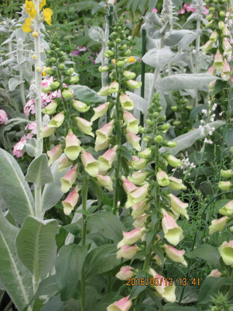 バーバスカムの投稿画像 By ぴありさん ジギタリス 19月7月30日 Greensnap グリーンスナップ