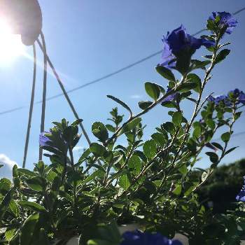 暑いのに元気な花の画像 by ラ♡ミントさん | アメリカンブルー☆と皆げんきになりますようにと暑いのに元気な花とGreenSnapmarcheと元気になーれ☆と花のある暮らしとあつさにまけないでと美しい((๑✧ꈊ✧๑))