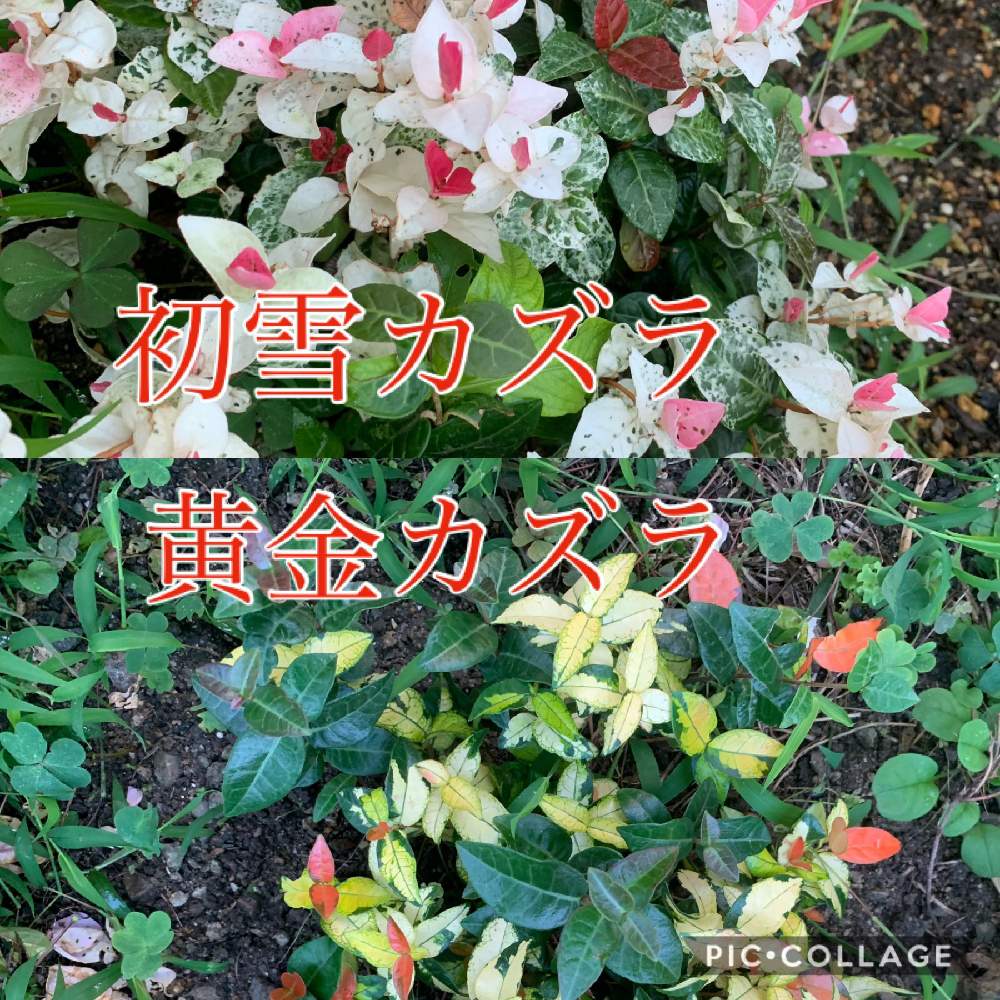 初雪カズラ の投稿画像 By 自然農法バラ栽培 Natural Farming Rose Cultivationさん 黄金カズラ 19月7月30日 Greensnap グリーンスナップ