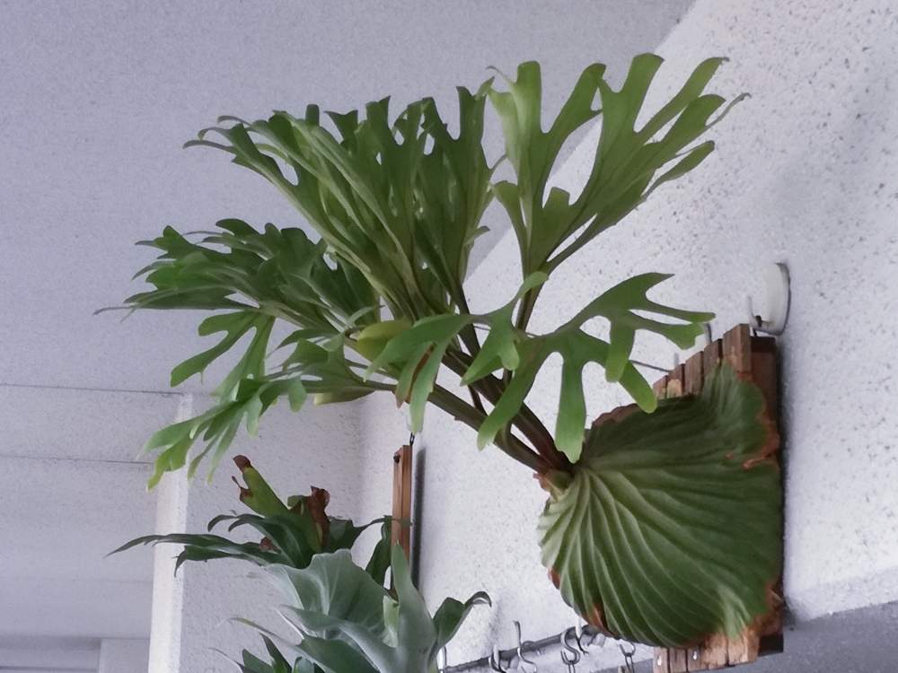 ビカクシダ リドレイの投稿画像 By Backyさん コウモリラン とビカクシダ リドレイと焼杉板付けとp リドレイと ビカクシダ とridleyiと流木とdiyと特大リドレイとビカクシダ属とビカクシダ普及委員会とled栽培 19月7月30日 Greensnap グリーンスナップ