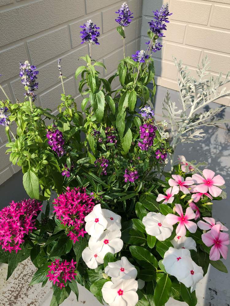 アンゲロニアの投稿画像 By キミさん ニチニチソウとブルーサルビアとペンタスと好きな花と梅雨明けとピンク ピンク ピンク と寄せ植えと自己満足と初挑戦と綺麗なお花ときれいな色と紫好きと花のある暮らしとピンクかわいいとかわいい とステキなお花 19月7月30
