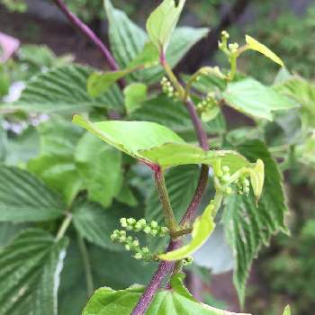 長芋の花の投稿画像一覧 Greensnap グリーンスナップ