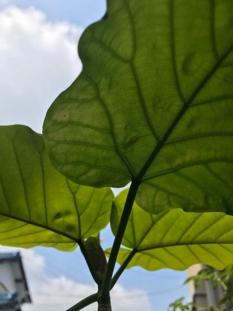 ウンベラータの投稿画像 By Hiro 151e さん 観葉植物とおきにいりと常緑落葉樹 19月7月30日 Greensnap グリーンスナップ