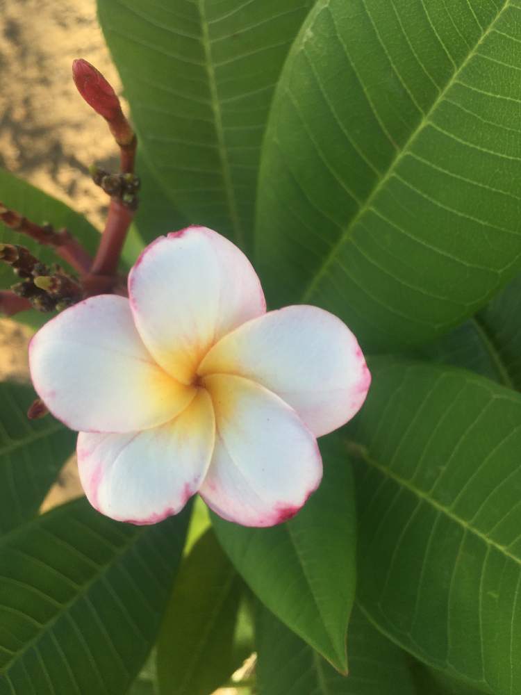 プルメリア Jj Mini Whiteの投稿画像 By Miya46さん 19月7月30日 Greensnap グリーンスナップ