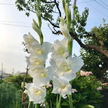 可愛い野菜の花の投稿画像一覧 Greensnap グリーンスナップ