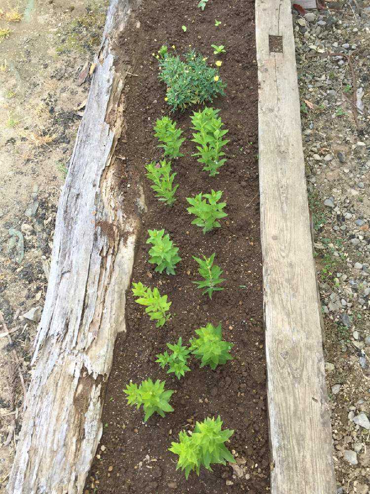 種から育てる桔梗の成長記録 Greensnap グリーンスナップ