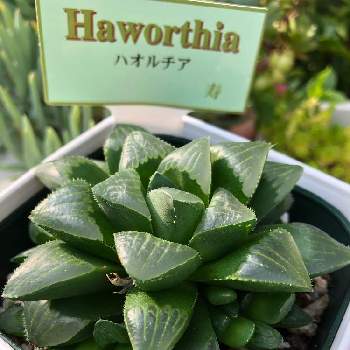 ハオルチアレツーサ寿の投稿画像一覧 Greensnap グリーンスナップ